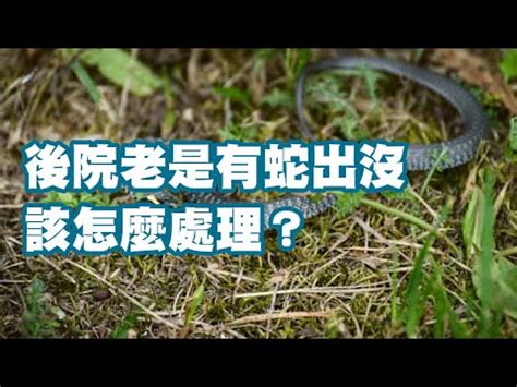 家裡有蛇怎麼抓|如何防制蛇類入侵